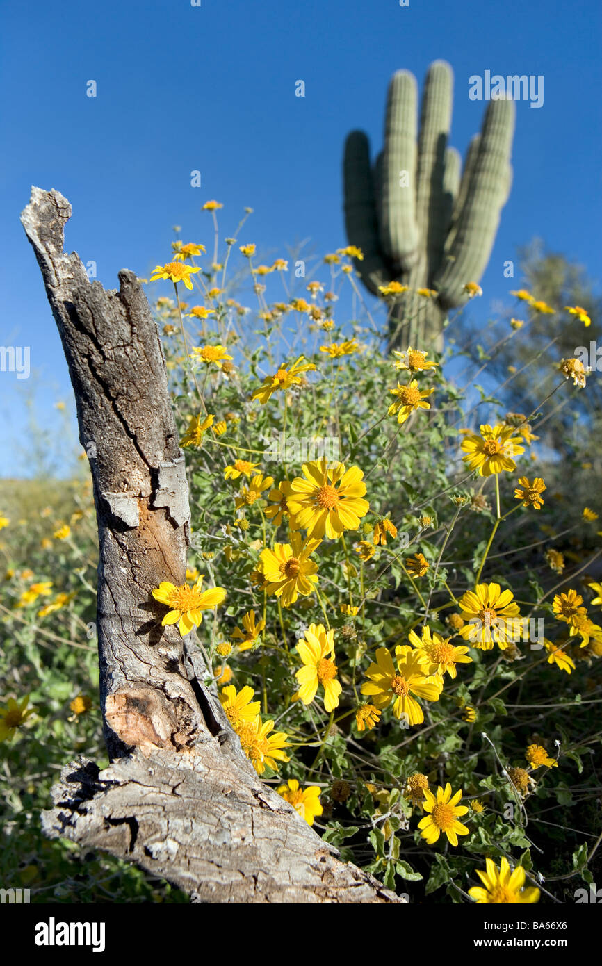Encilia farinosa cassant Bush est un membre de la famille du tournesol Ces fleurissaient à proximité d'un cactus Saguaro en Arizona Banque D'Images