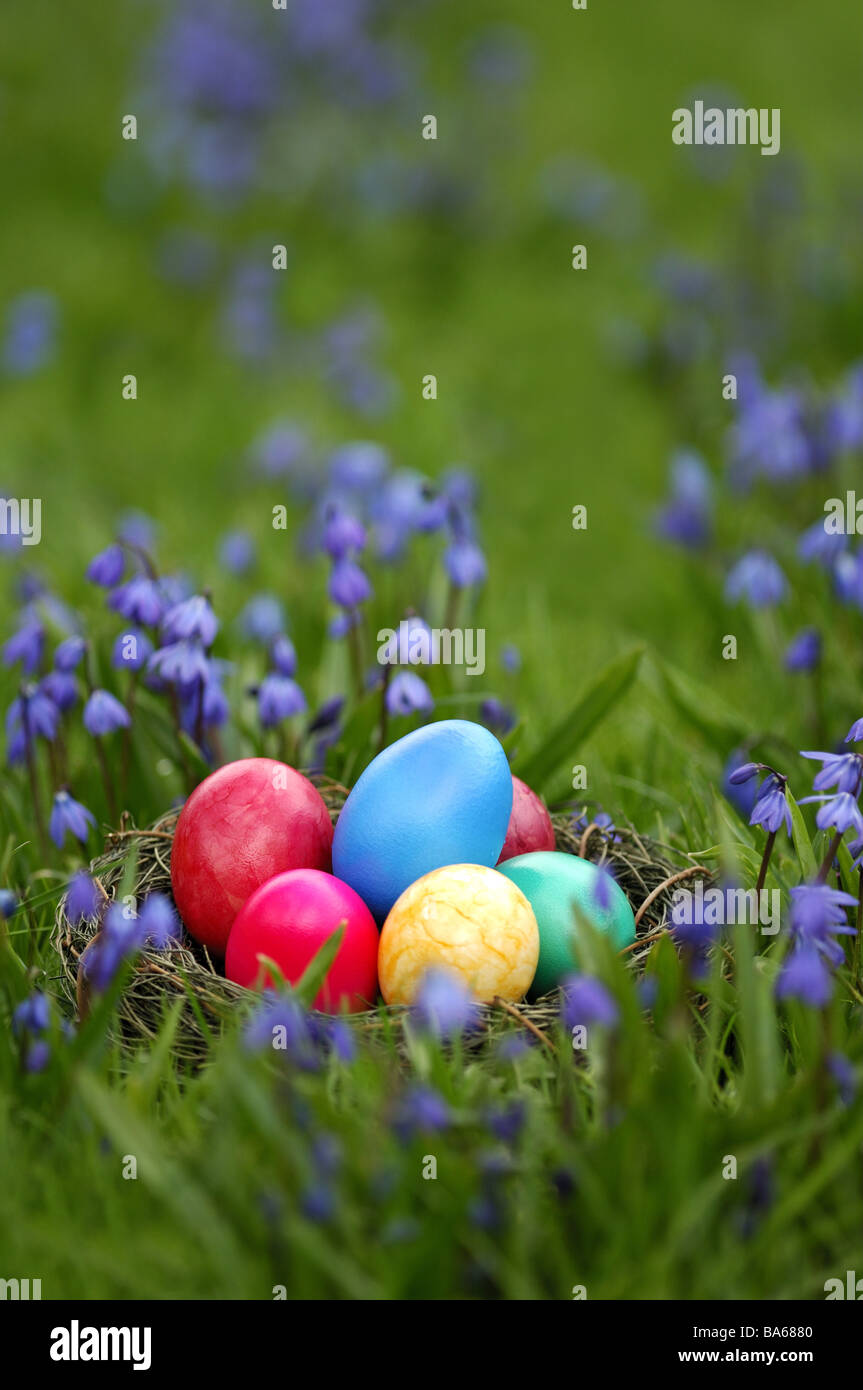 Fleurs pré-nid de Pâques oeufs de Pâques herbe bleu de Sibérie série étoiles violet fleurs colorés oeufs de Pâques symbole coloré Banque D'Images