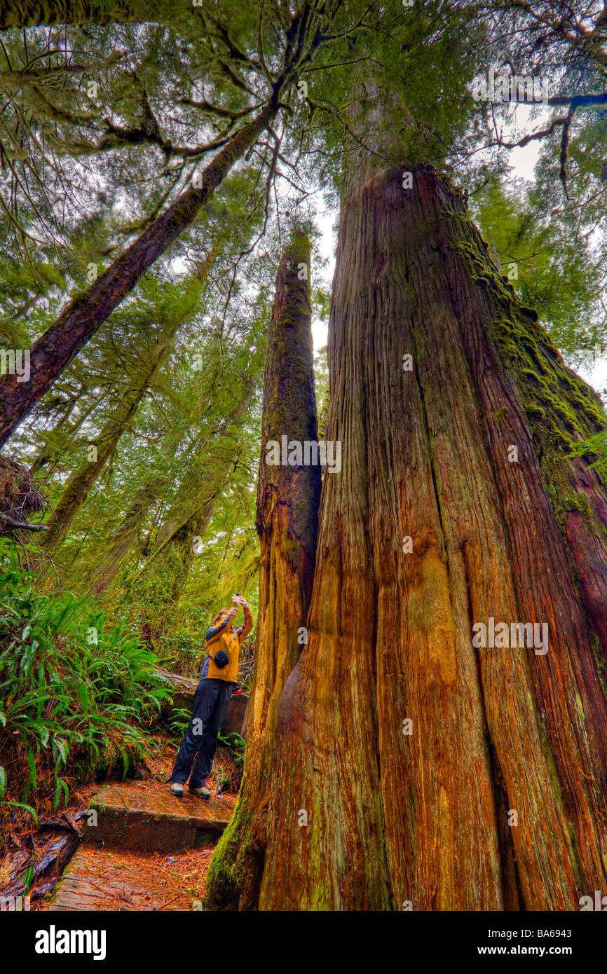 Photographier une femme grand cèdre rouge de l'arbre (Western Red Cedar), Thuja plicata, le long du sentier de la forêt tropicale. Banque D'Images