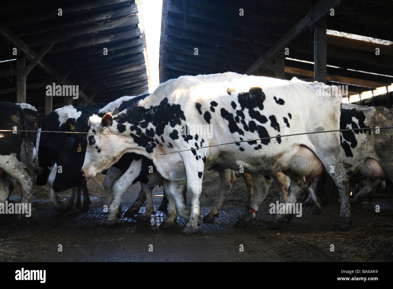 Produits laitiers lait bio dans le Kent, Angleterre Banque D'Images