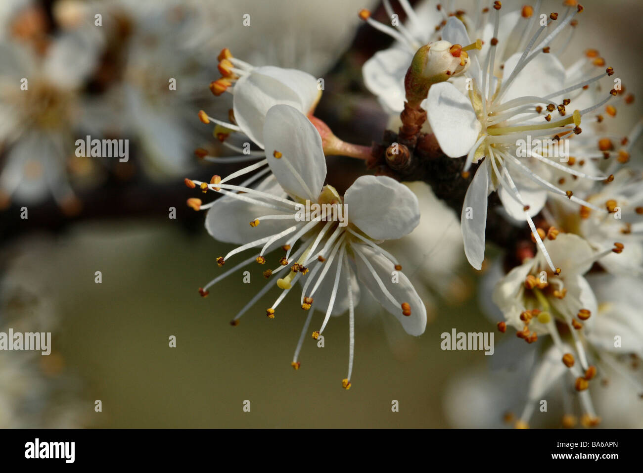 Prunellier Prunus spinosa famille des Rosacées macro close up affichant des éléments de structure de fleurs Banque D'Images