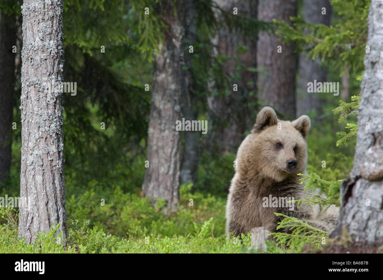 Ours brun européen en Finlande forêts Banque D'Images