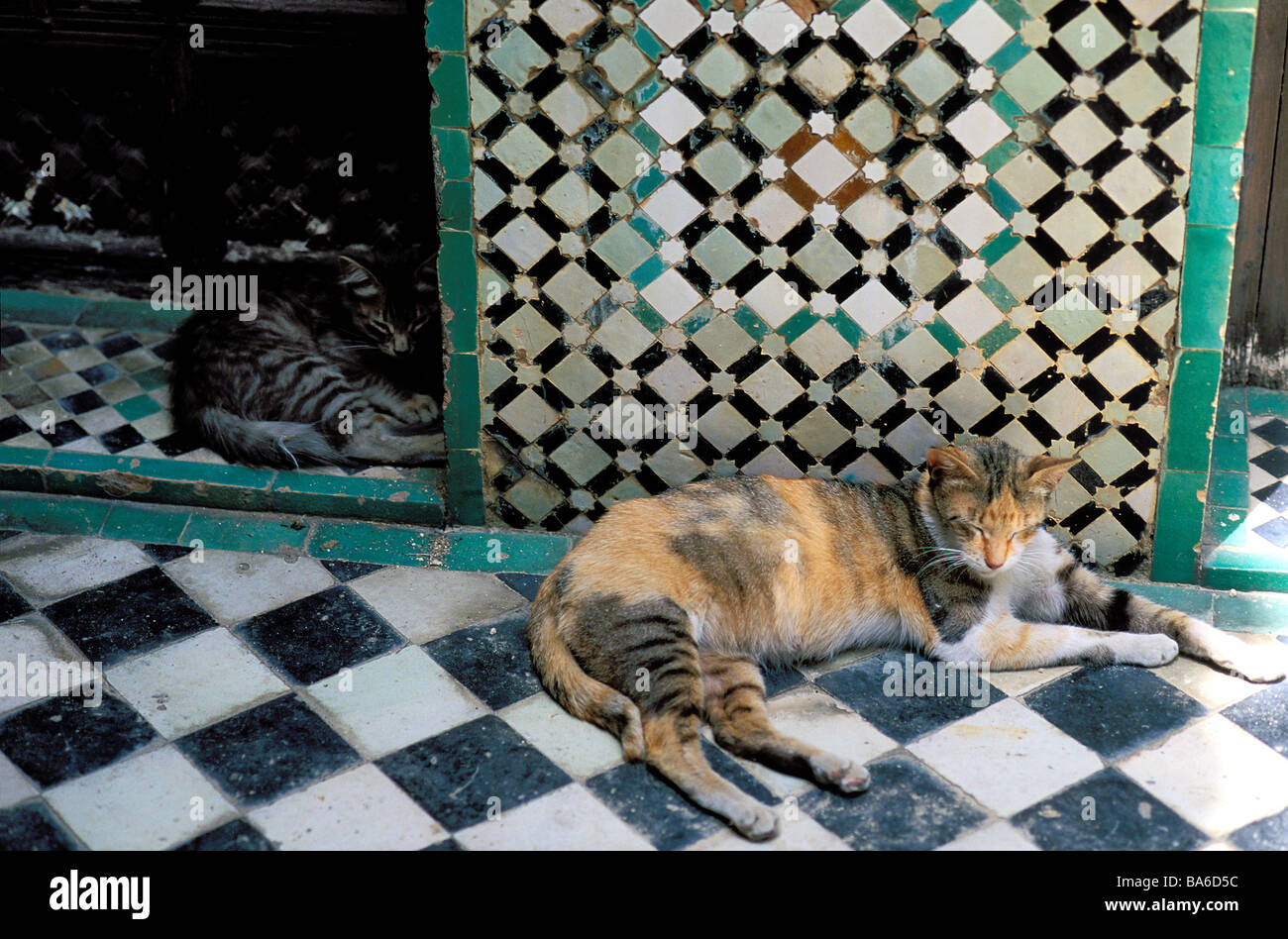 Maroc, Meknès, chat dans la Medersa Banque D'Images