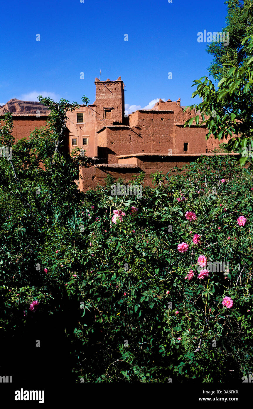 Le Maroc, Haut Atlas, vallée du Dadès, La vallée des Roses, Tourbist Banque D'Images