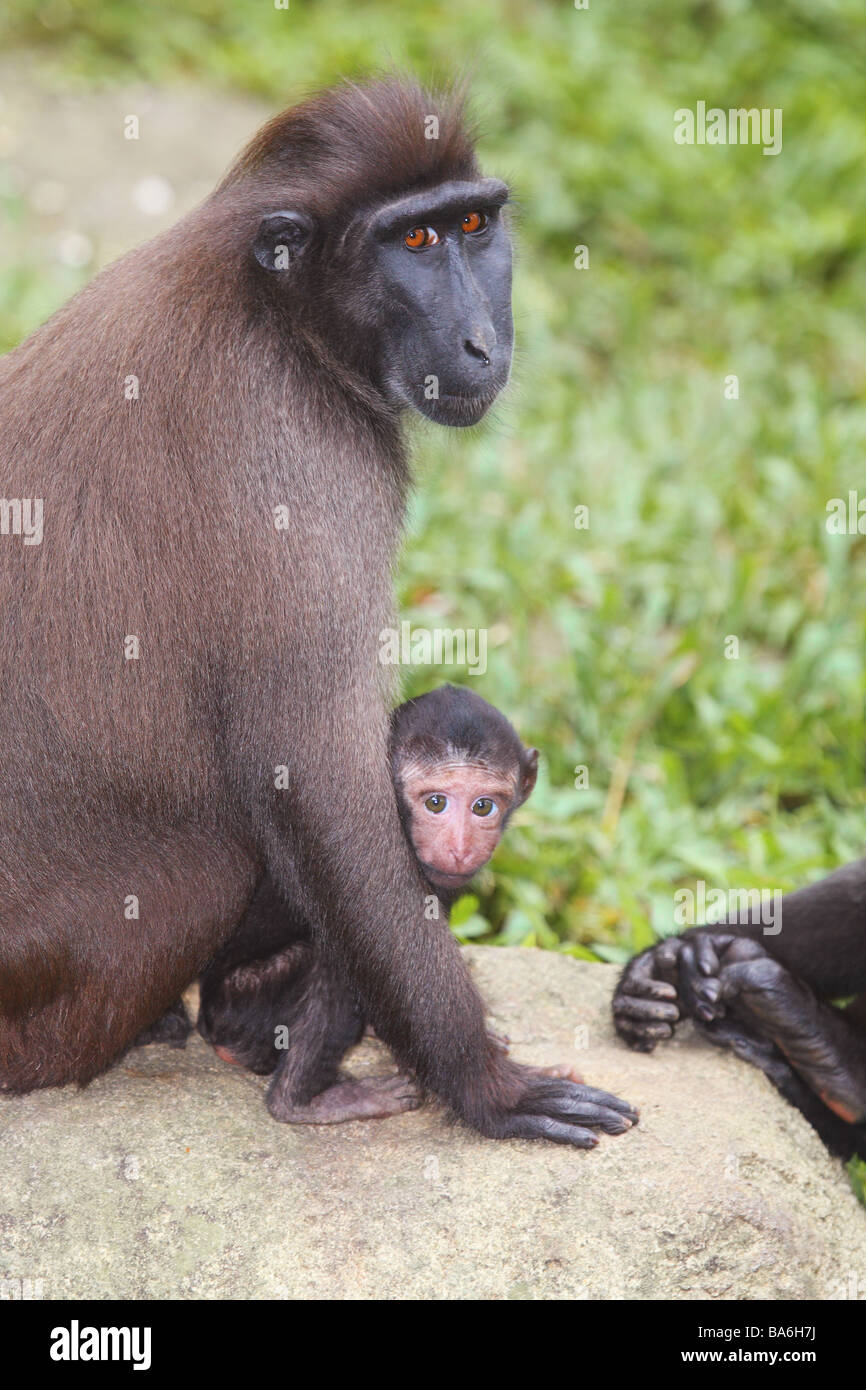 Les Célèbes Macaque à Crête avec cub / Macaca nigra Banque D'Images