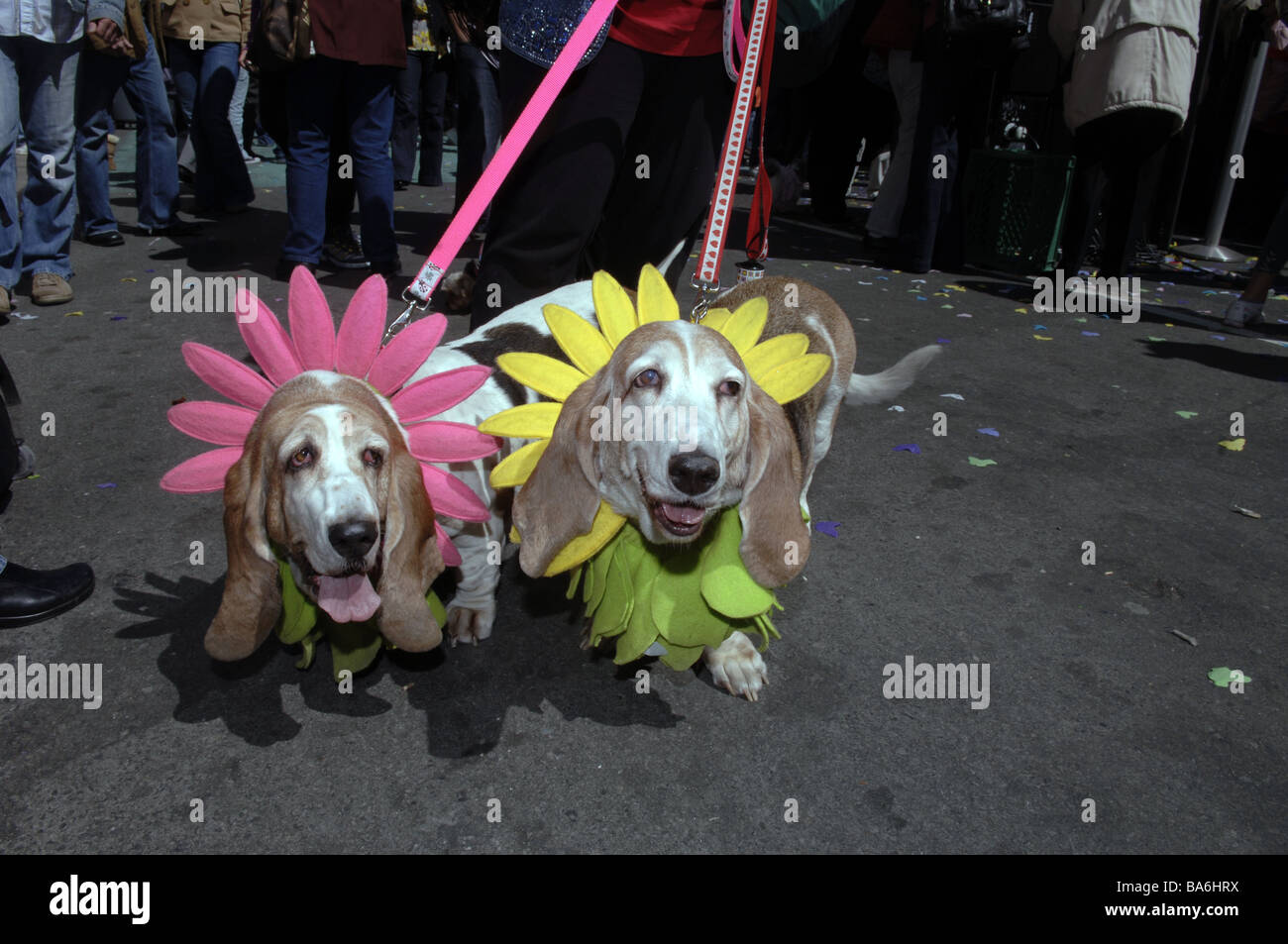 Basset Hounds Lola et gauche droite Lily fleurs sport pour le printemps à l'Assemblée Macy s Petacular à Herald Square Banque D'Images