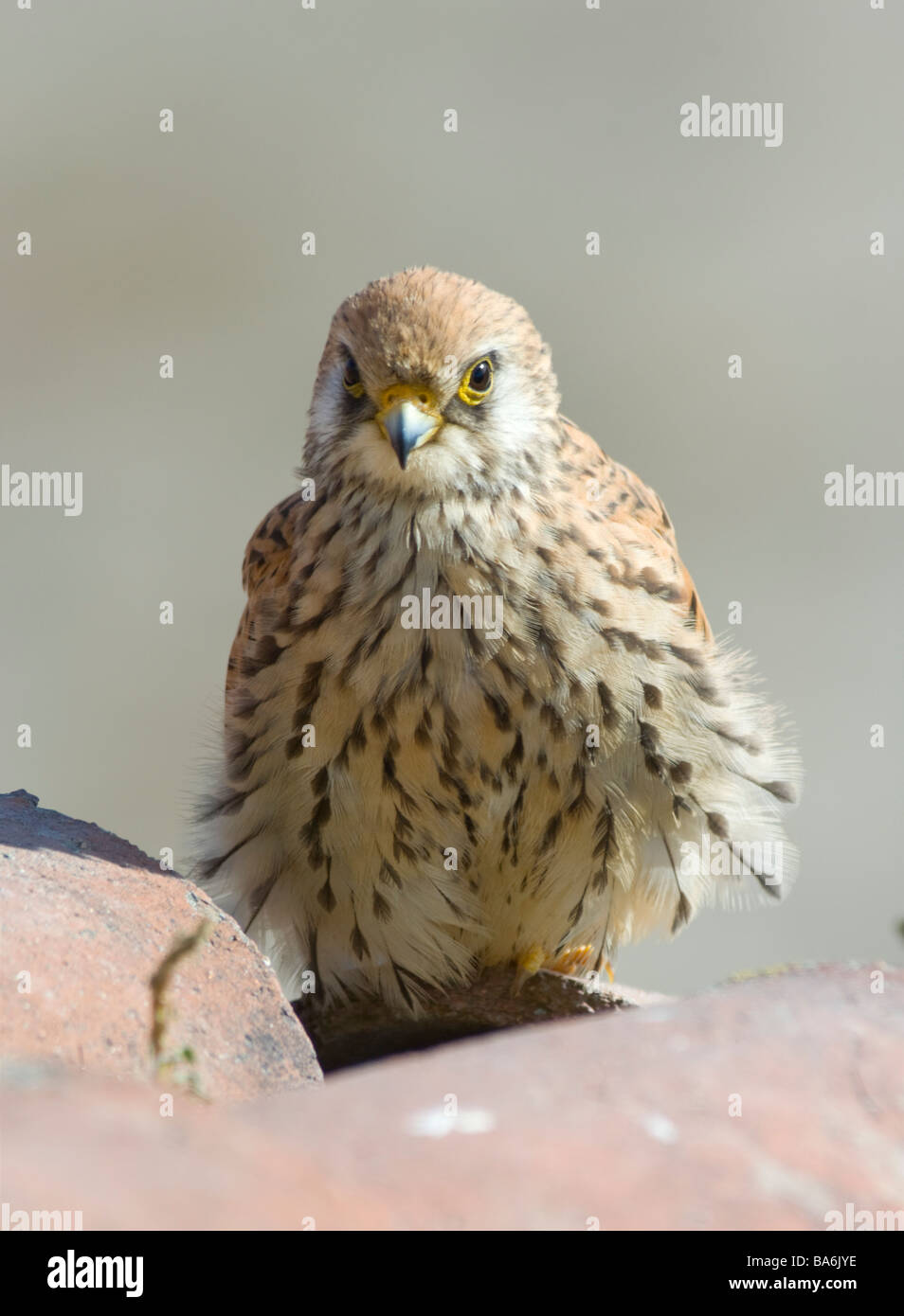 Femme Faucon crécerellette Falco naumanni Estrémadure Espagne Banque D'Images