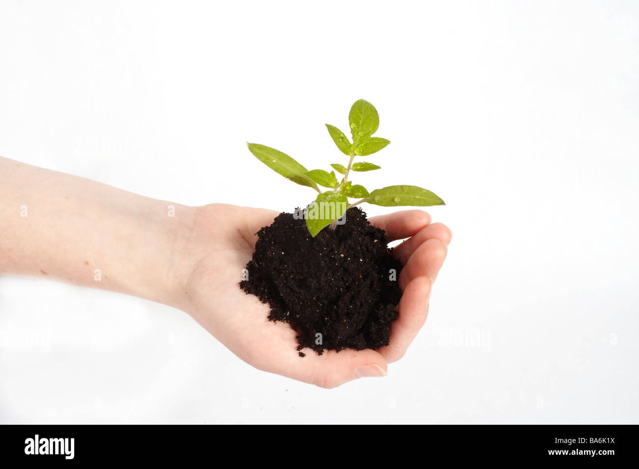 Stock Photo d'une plante qui s'est tenue à une main du jardinier Banque D'Images