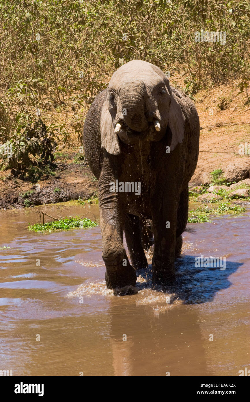 Dans l'eau l'éléphant Banque D'Images