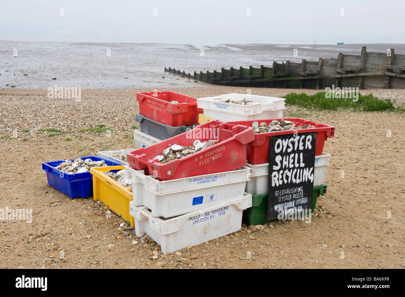 Coquille d'huître, Whitstable, Kent, UK Banque D'Images
