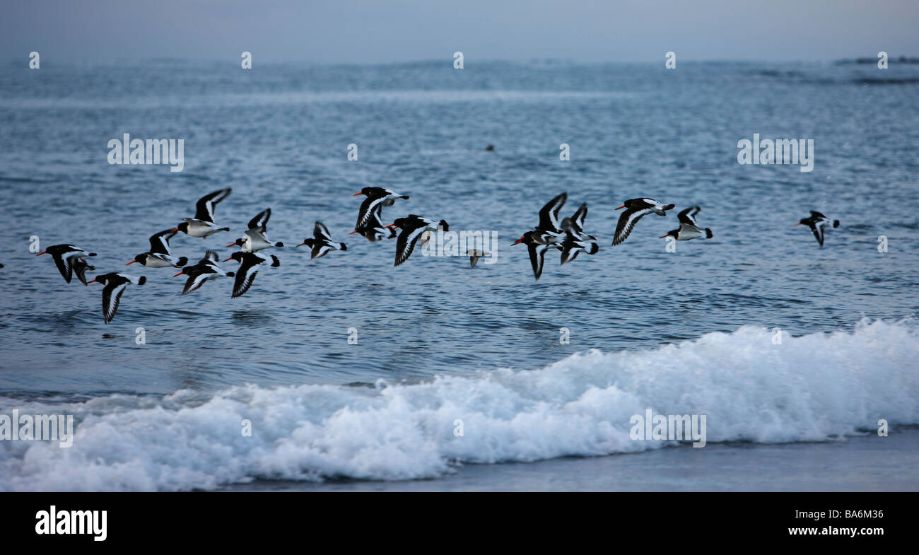 Volée d'oiseaux de mer de l'huîtrier, péninsule de Reykjanes Islande Banque D'Images