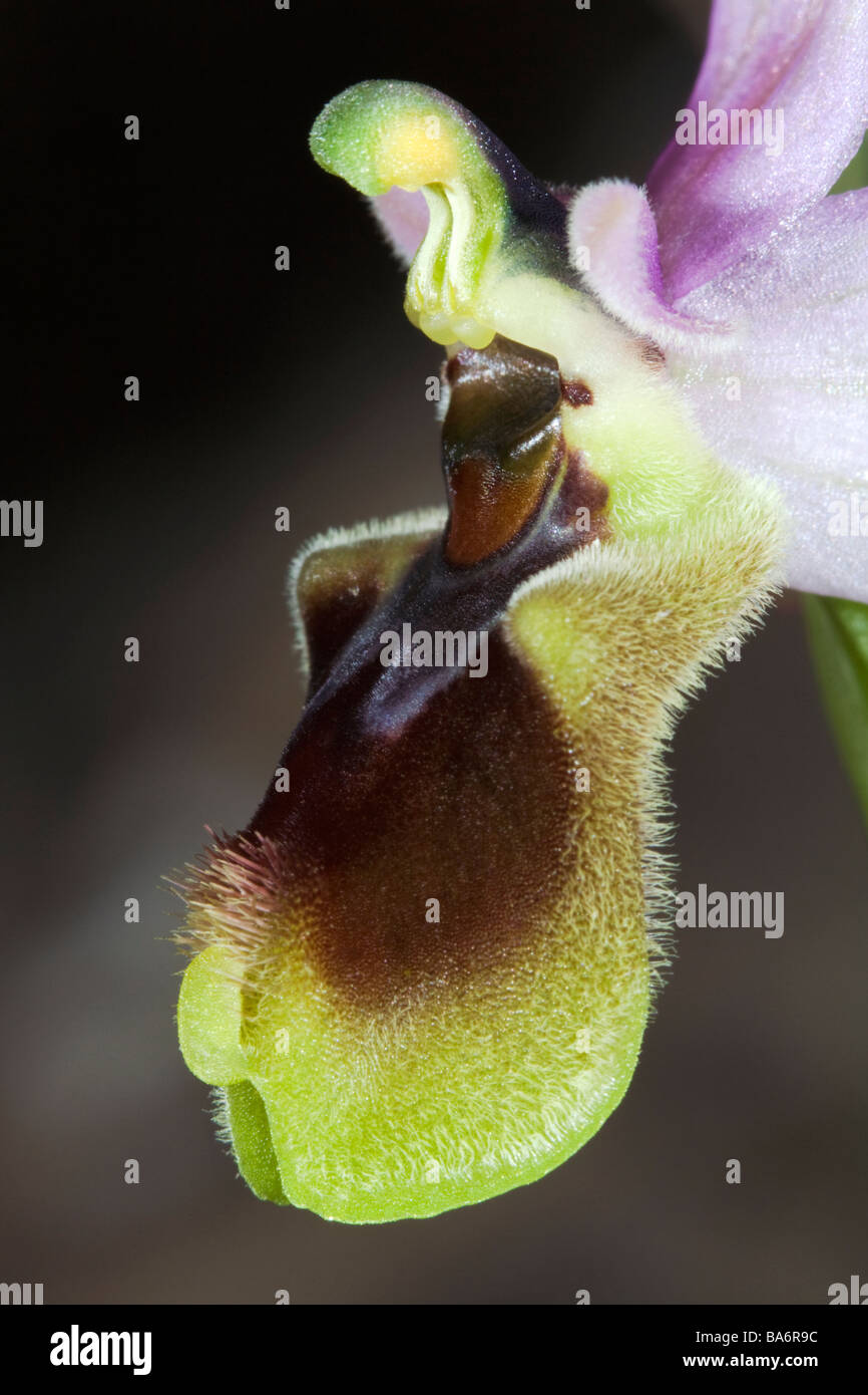 Ophrys tenthredinifera Banque D'Images