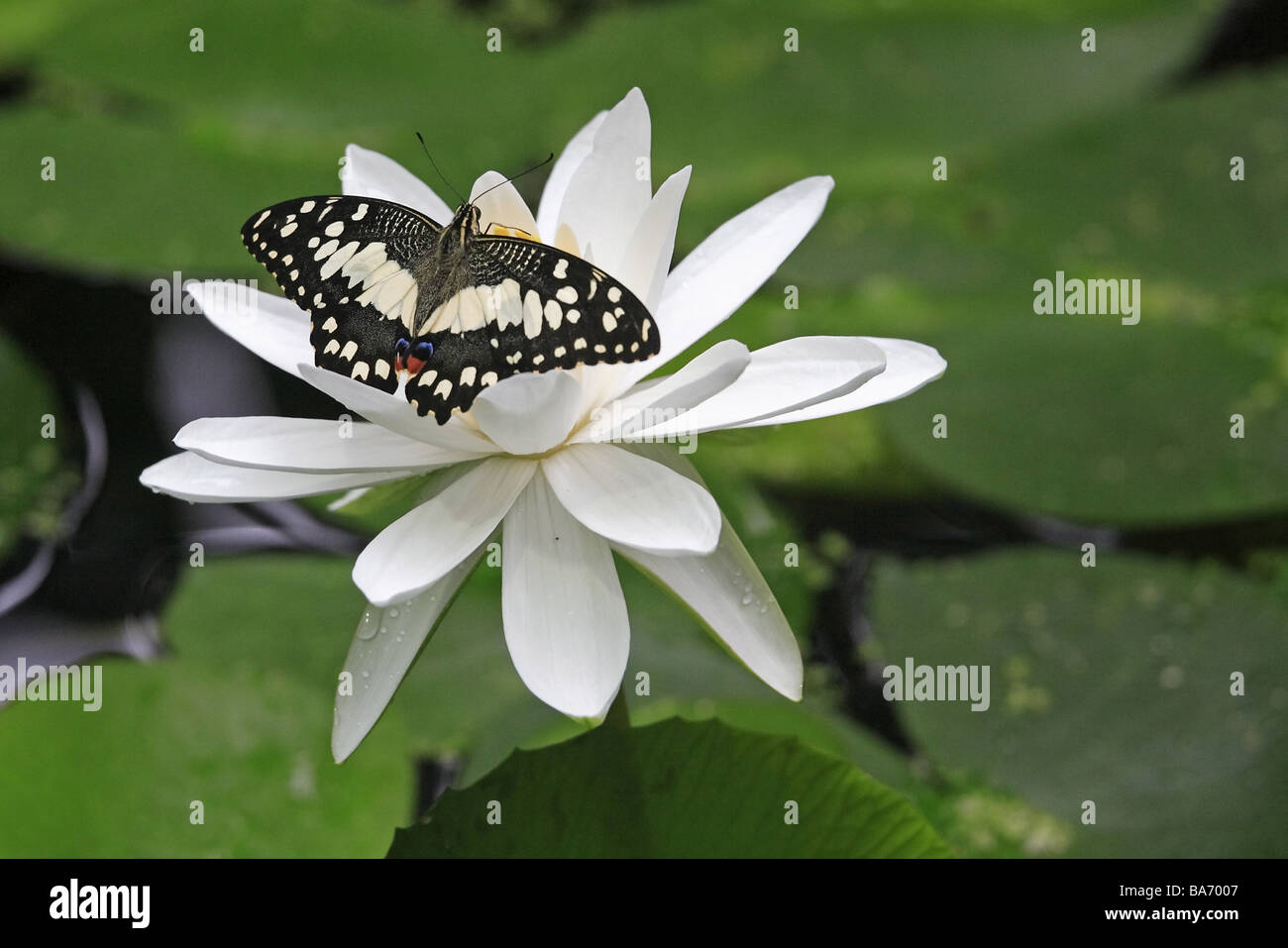 Citron-papillon Papilio demoleus malayanus aronde eau-plantes fleurs fleur d'en haut Schuppenflügler insectes animaux Banque D'Images