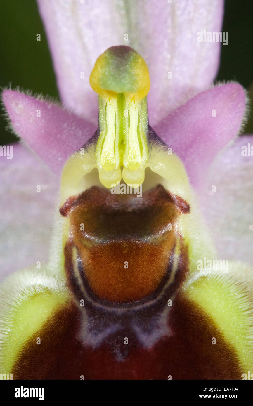 Ophrys tenthredinifera Banque D'Images