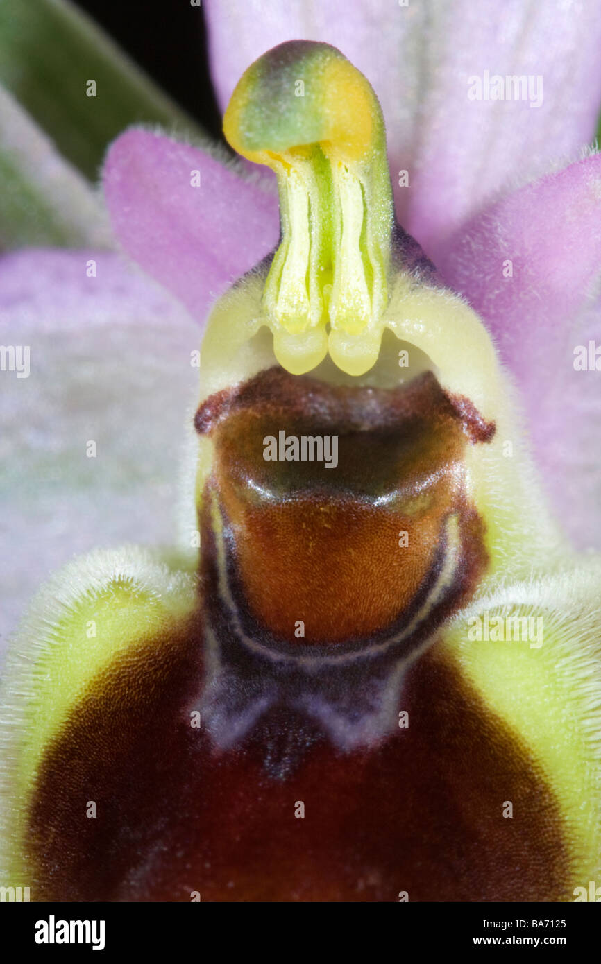 Ophrys tenthredinifera Banque D'Images