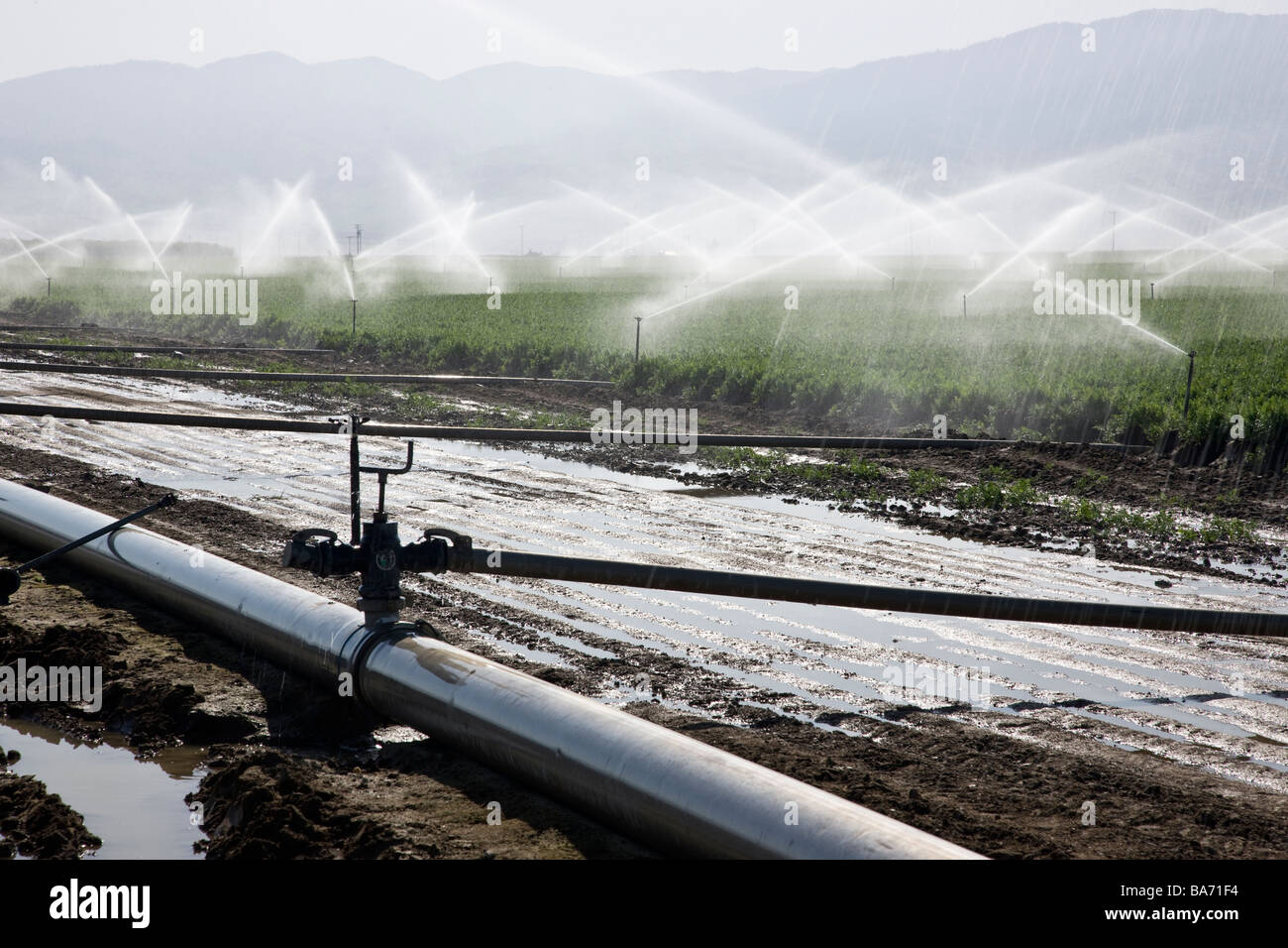 L'irrigation par aspersion dans "Bio" champ de carottes. Banque D'Images