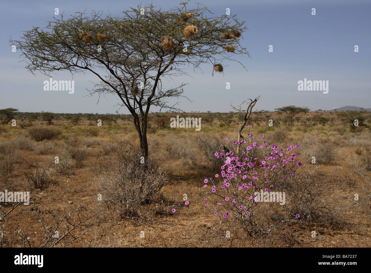 Paysage Du Kenya Samburu Parapluie Rose Trémière Rose Fleurs