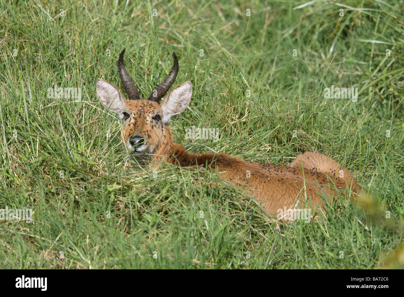 Großiedbock Redunca arundinum se trouve prés de la faune La faune sauvage de l'Afrique Kenya jeu animal-animal mammal corne-drapeaux Banque D'Images