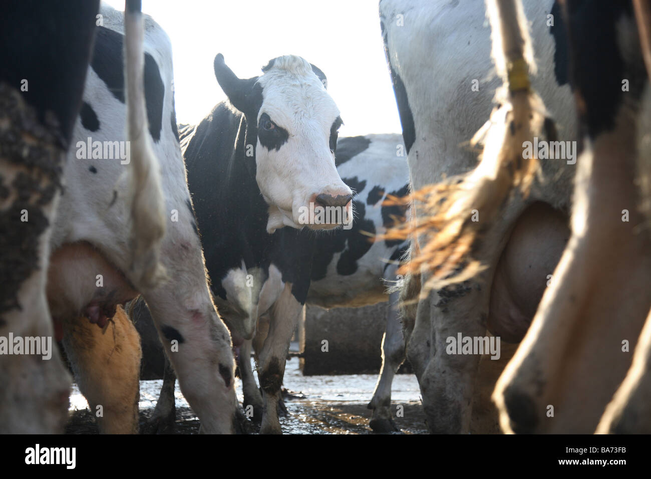 Produits laitiers lait bio dans le Kent, Angleterre Banque D'Images