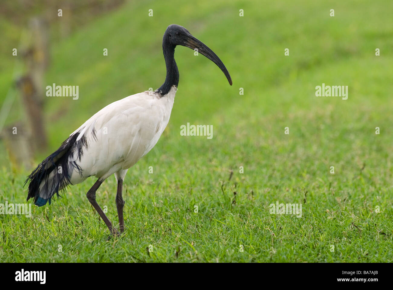 Ibis sacré Threskiornis aethiopicus / Banque D'Images