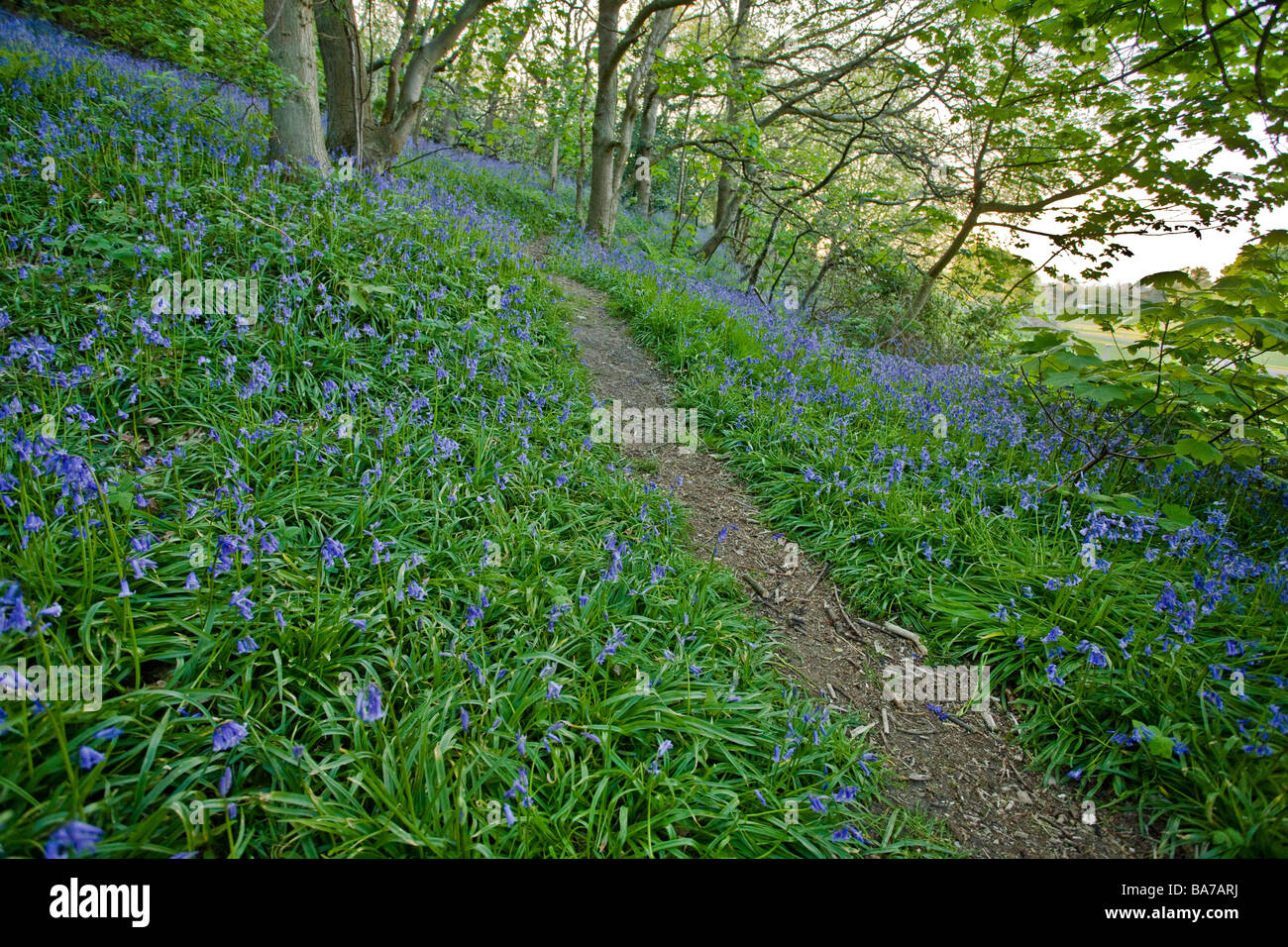 Bluebells dans le bois près de West Runton Banque D'Images