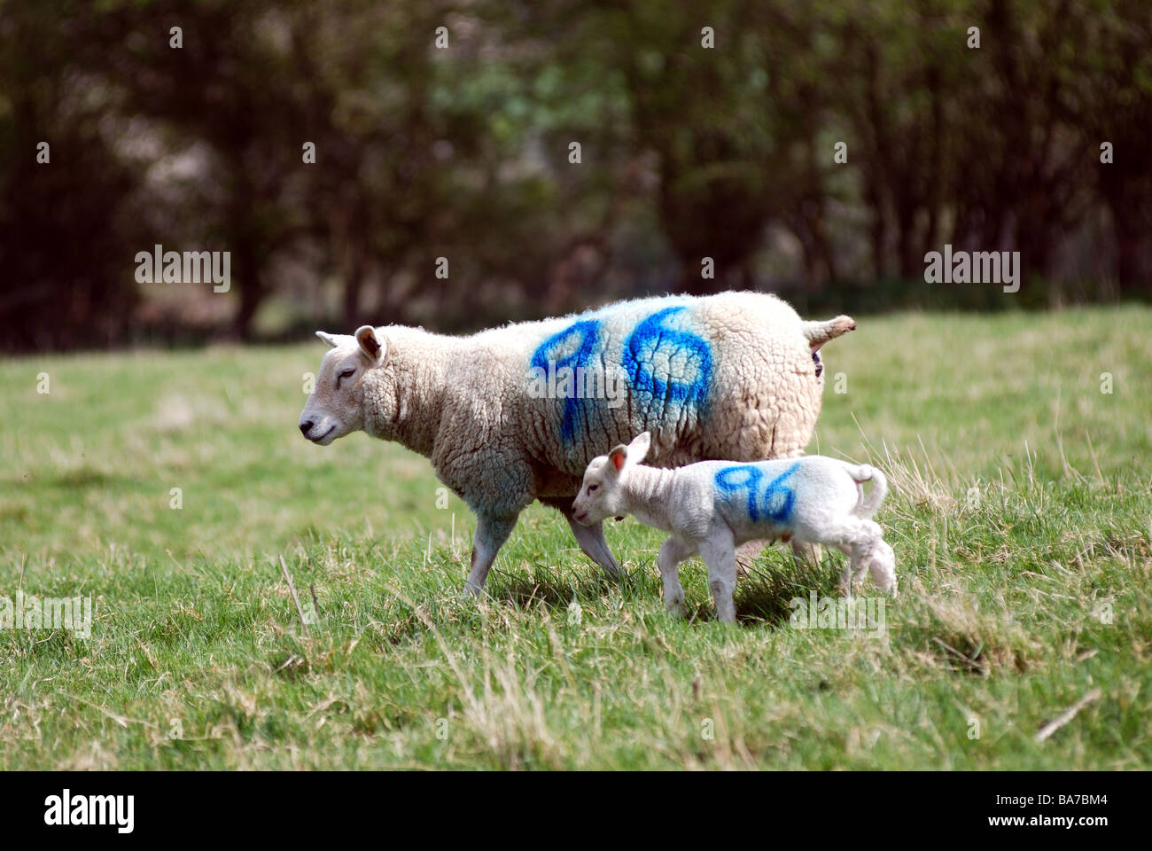 Brebis et agneau au même numéro sur UK Banque D'Images