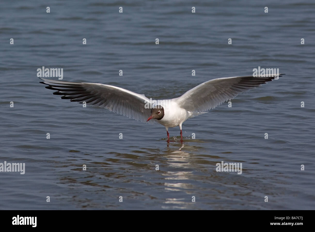 Mouette rieuse Larus ridibundus Black en hiver Banque D'Images