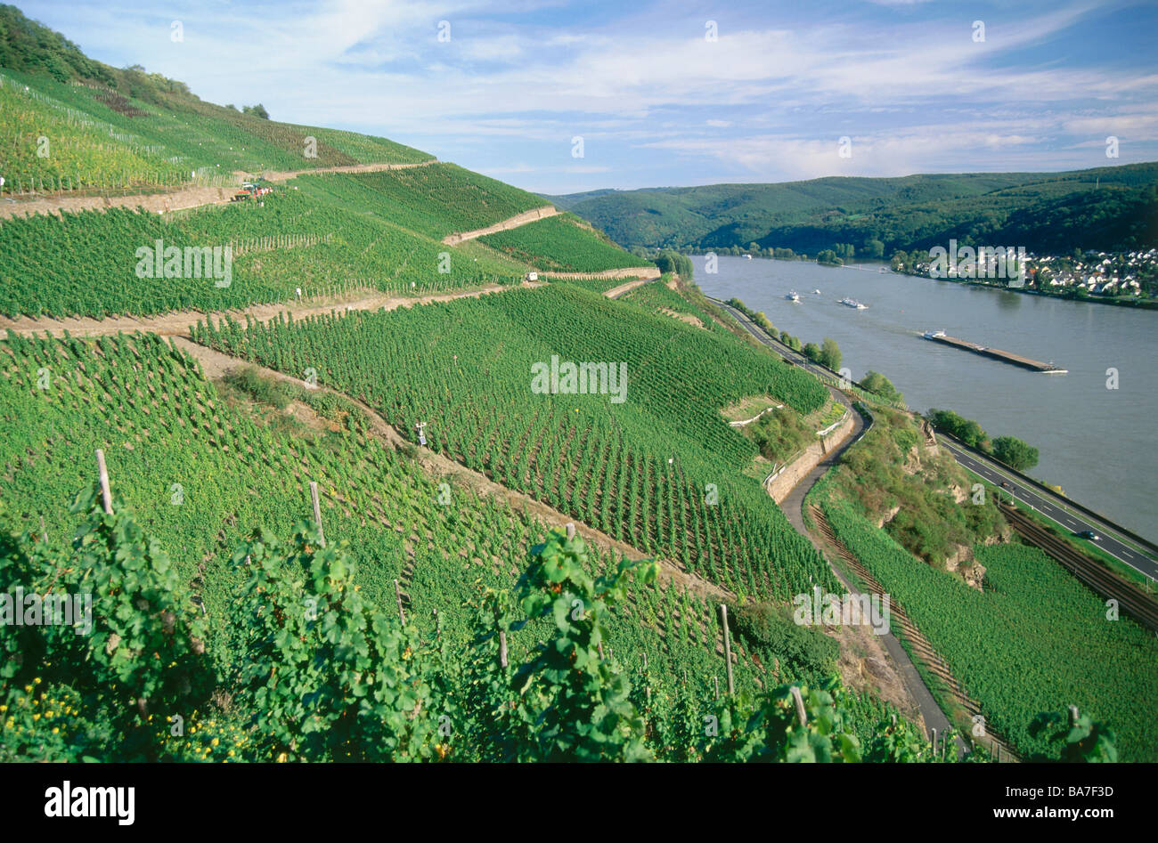 Vue sur un vignoble à Rhin, Boppard, Rhénanie-Palatinat, Allemagne Banque D'Images