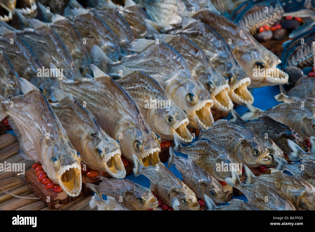 Souvenir séché à un marché, piranhas de Santarem, Para, Brésil, Amérique du Sud Banque D'Images