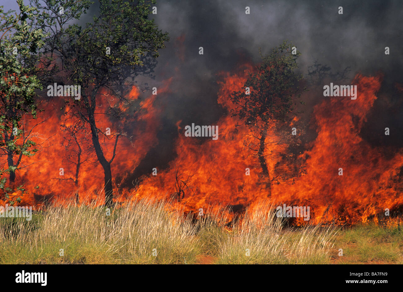 Le brûlage dirigé en brousse, parc, Parc National de Kakadu, Territoire du Nord, Australie Banque D'Images
