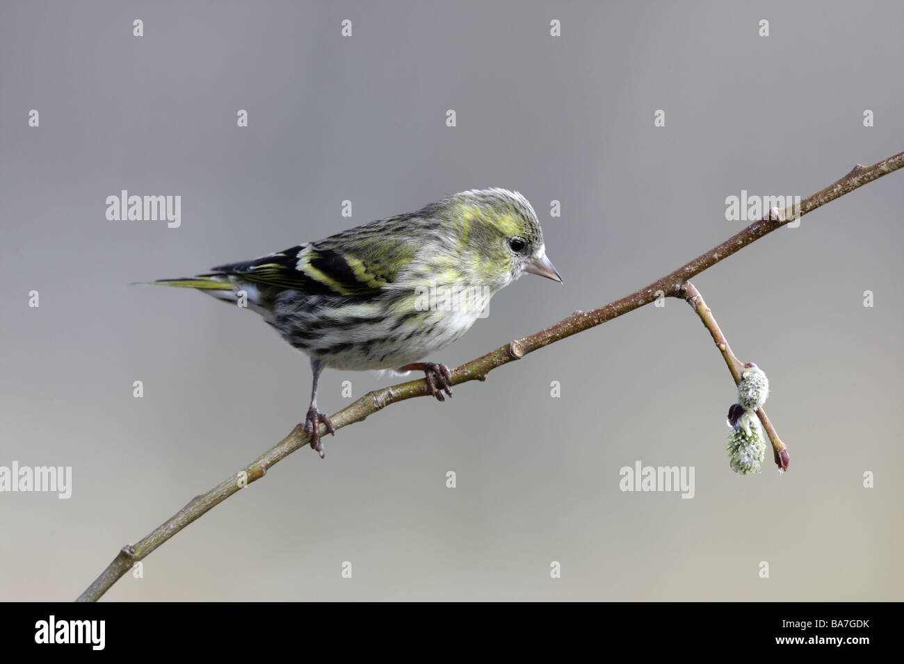 Carduelis spinus Siskin printemps Ecosse femelle Banque D'Images