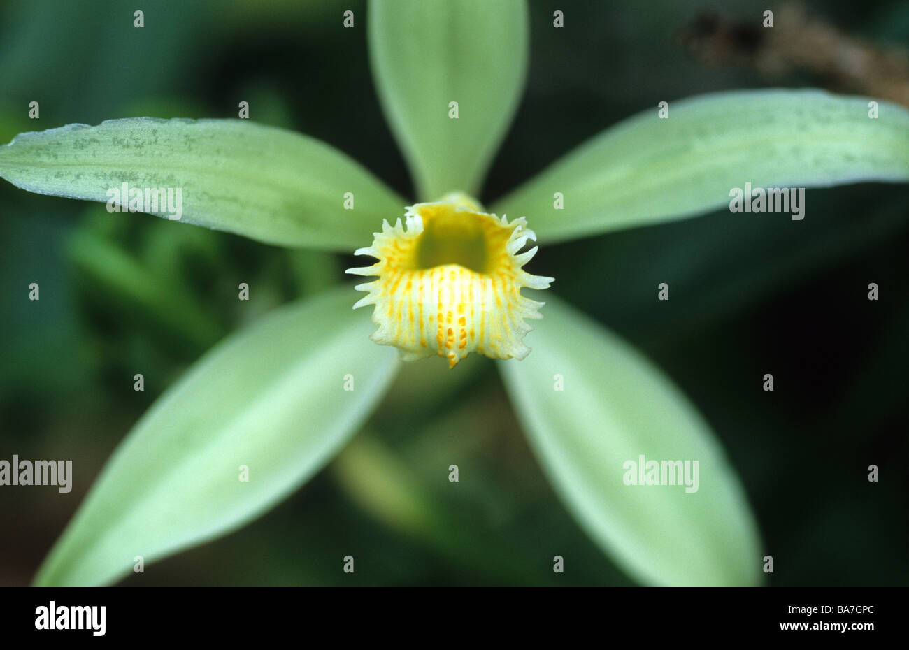 Gros plan d'une fleur d'une orchidée vanille vanille sur une ferme, Raiatea, Polynésie Française, mer du sud Banque D'Images