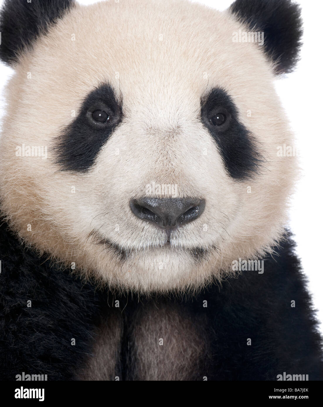 Panda géant (18 mois) - Ailuropoda melanoleuca devant un fond blanc Banque D'Images