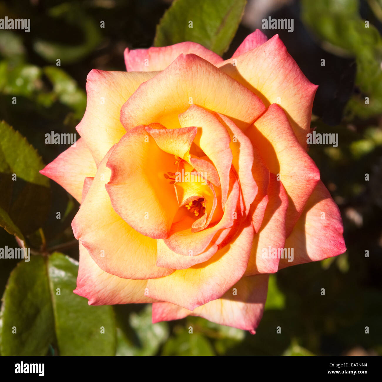 Gros plan d'une hémérocalle jaune et rose rose Banque D'Images