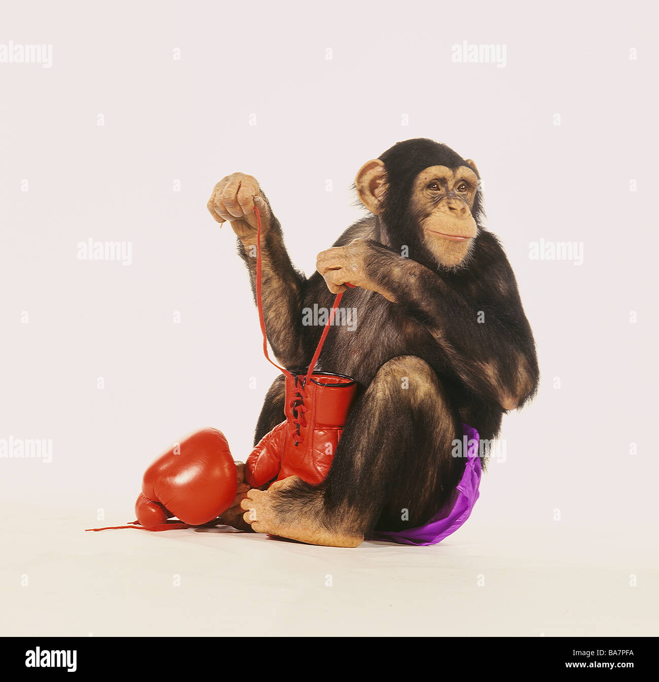 Chimpanzé Femme Dans Des Gants De Protection Blancs Boire De La