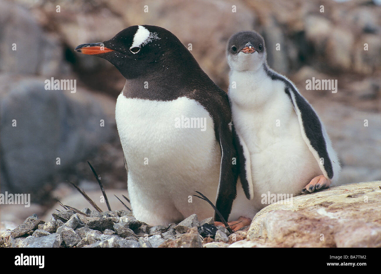 Gentoo pingouin avec cub / Pygoscelis papua Banque D'Images