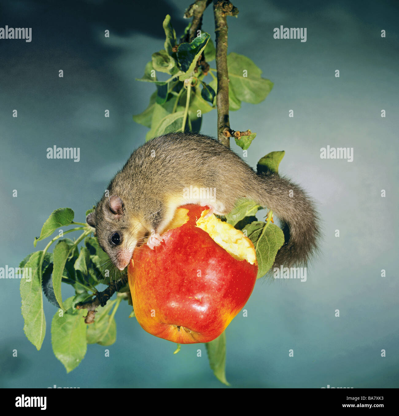 Dormouse comestible (Glis glis) manger une pomme Banque D'Images