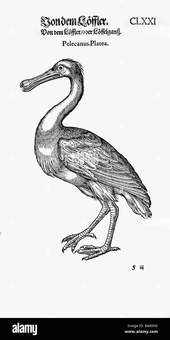 Zoologie / animaux, manuels, 'Historia animalium', par Conrad Gessner, Zurich, Suisse, 1551 - 1558, spoonbill commun (Platalea leucorodia), coupe du bois, Banque D'Images