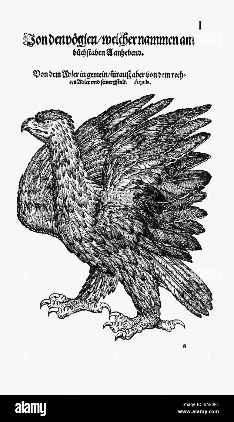 Zoologie / animaux, manuels, 'Historia animalium', par Conrad Gessner, Zurich, Suisse, 1551 - 1558, véritable aigle (Aquila), coupe de bois, Banque D'Images
