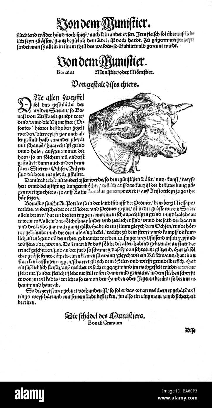 Zoologie / animaux, manuels, 'Historia animalium', par Conrad Gessner, Zurich, Suisse, 1551 - 1558, wisent (Bison bonatus), tête, coupe de bois, Banque D'Images