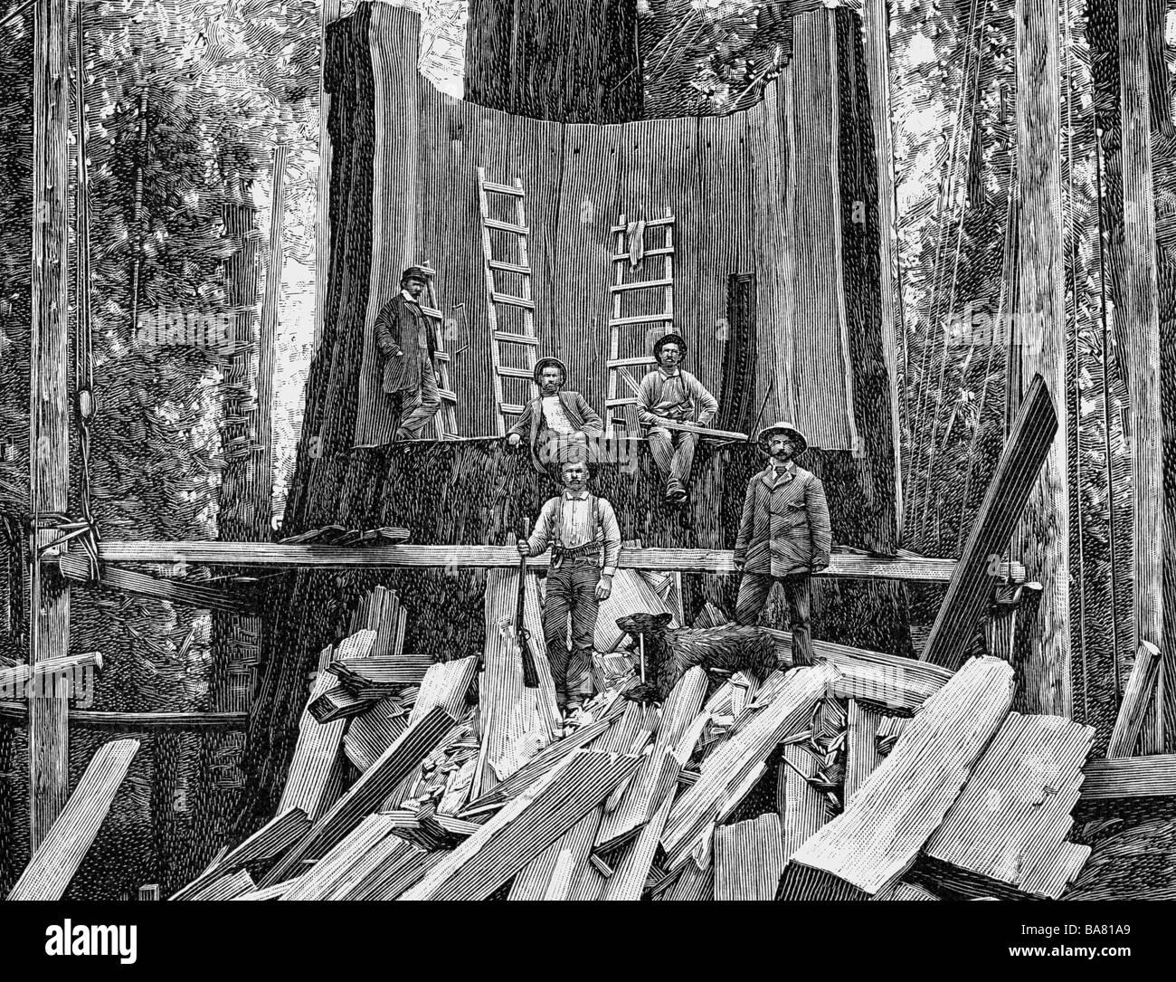 Agriculture, foresterie, préparation d'un tronc géant d'un arbre, Sequoia gigantea, pour l'exposition mondiale de Chicago, gravure en bois, 1893, Banque D'Images