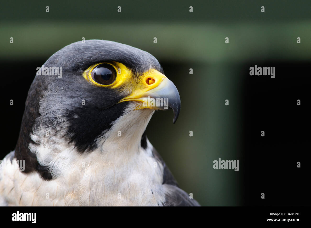 Portrait d'un Faucon pèlerin (Falco peregrinus) Banque D'Images