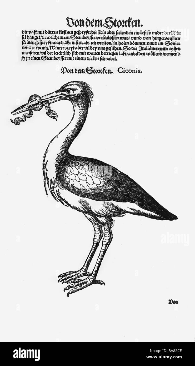 Zoologie / animaux, manuels, 'Historia animalium', par Conrad Gessner, Zurich, Suisse, 1551 - 1558, strek (Ciconia), coupe de bois, Banque D'Images