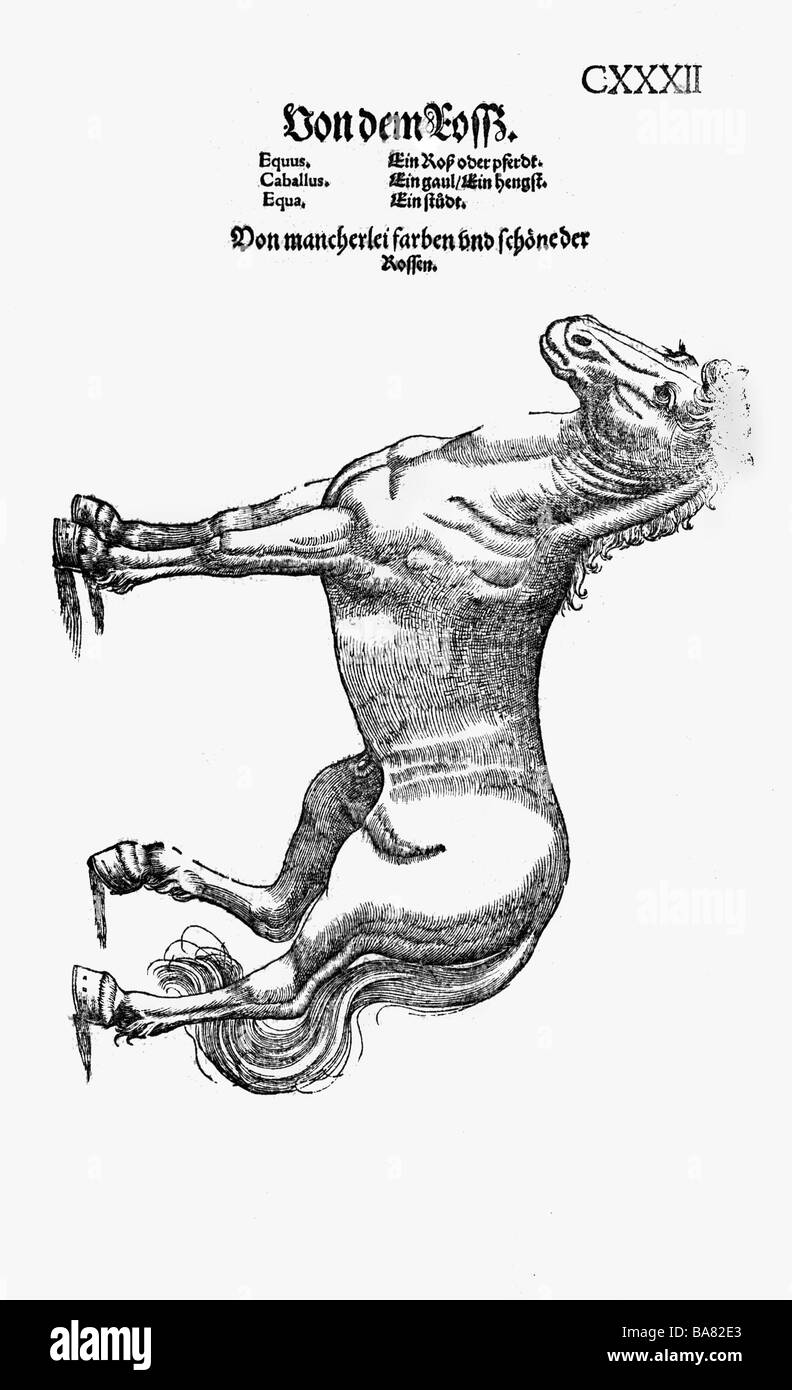 Zoologie / animaux, manuels scolaires, 'Historia animalium", par Conrad Gessner, Zurich, Suisse, 1551 - 1558, le cheval (Equus), gravure sur bois, Banque D'Images