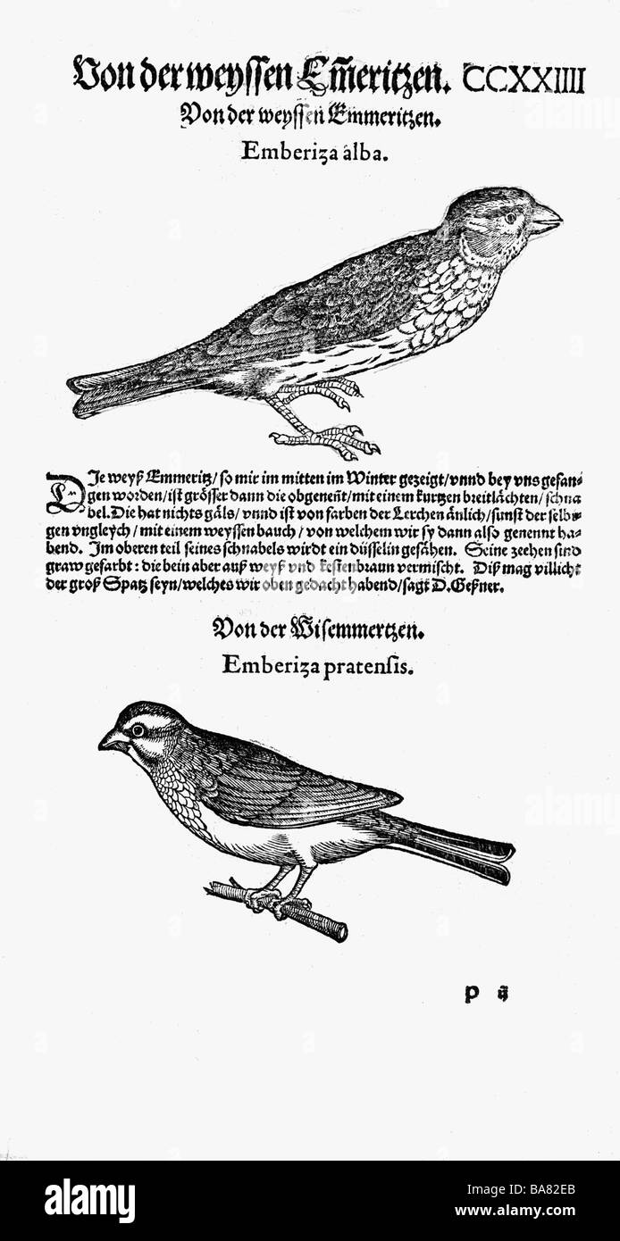 Zoologie / animaux, manuels, 'Historia animalium', par Conrad Gessner, Zurich, Suisse, 1551 - 1558, boutures, ci-dessus: Emberiza alba, ci-dessous: Emberiza pratensis, coupe de bois, Banque D'Images
