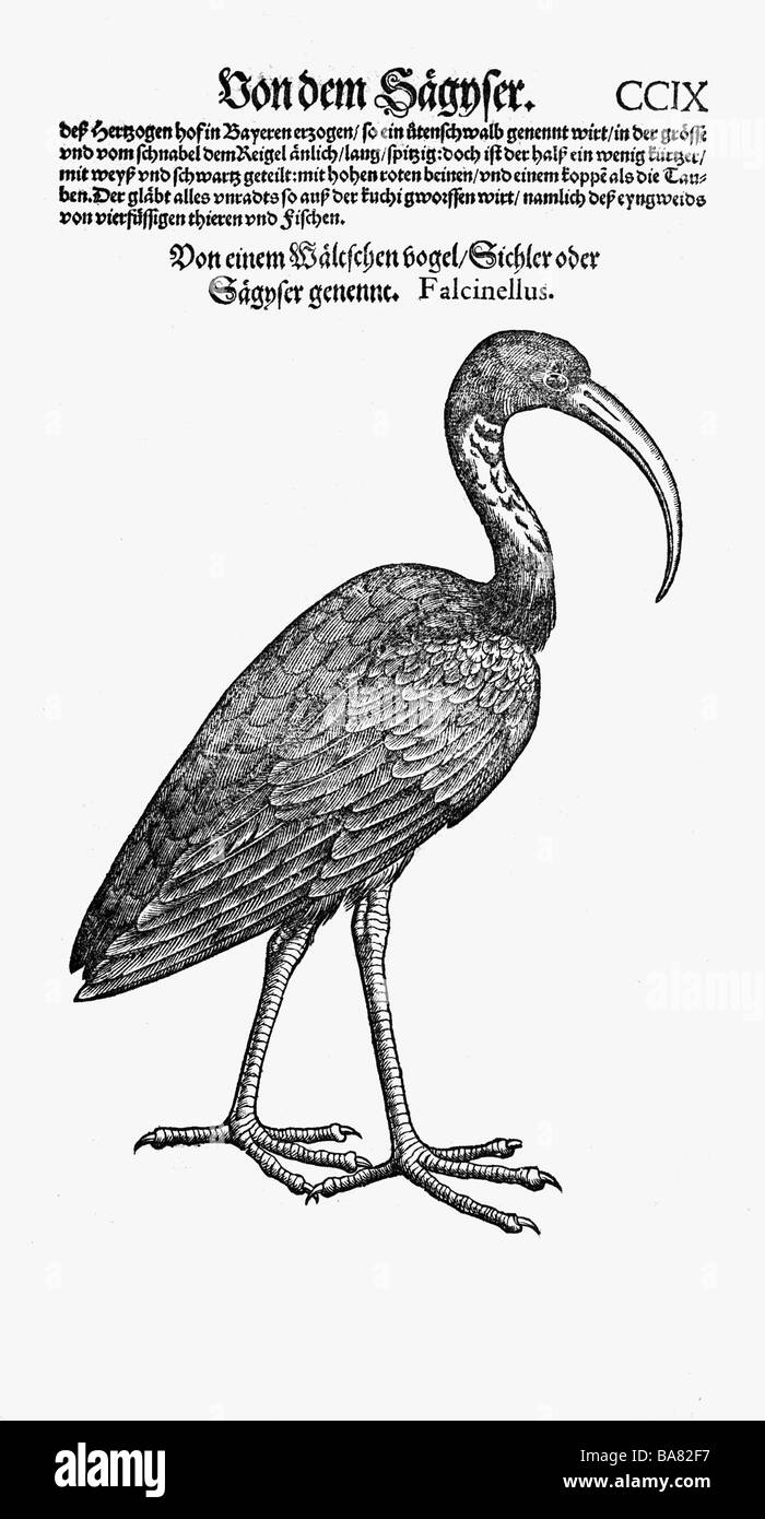 Zoologie / animaux, manuels, 'Historia animalium', par Conrad Gessner, Zurich, Suisse, 1551 - 1558, brillant ibis (Plegadis falcinellus), coupe du bois, Banque D'Images