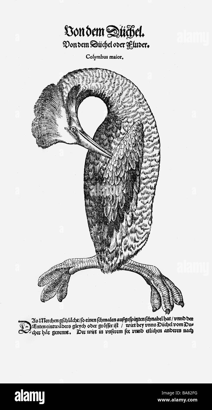 Zoologie / animaux, manuels, 'Historia animalium', par Conrad Gessner, Zurich, Suisse, 1551 - 1558, grande grèbe (Podiceps Major), coupe de bois, Banque D'Images