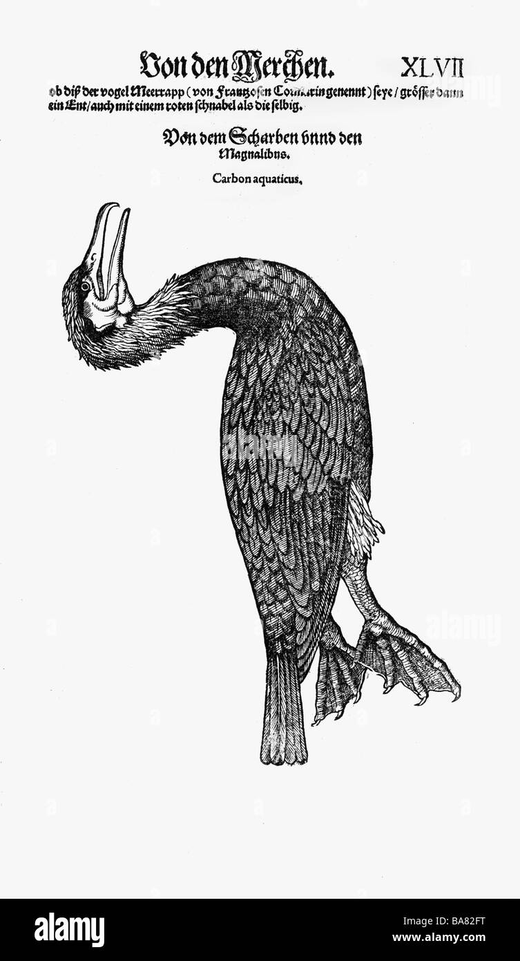 Zoologie / animaux, manuels, 'Historia animalium', par Conrad Gessner, Zurich, Suisse, 1551 - 1558, grand cormorant (Phalacrocorax carbo), coupe de bois, Banque D'Images