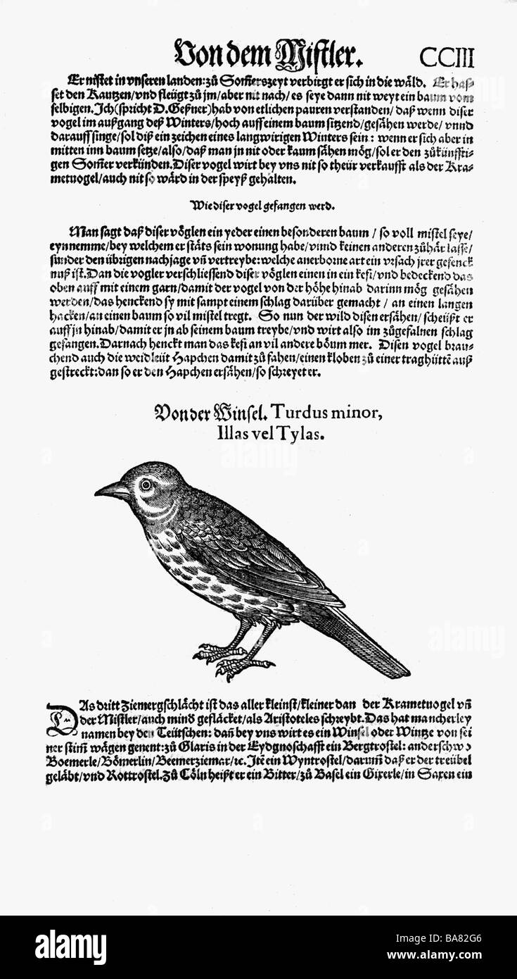 Zoologie / animaux, manuels, 'Historia animalium', par Conrad Gessner, Zurich, Suisse, 1551 - 1558, redwing (Turdus iliacus) ou hermit thrush (Catharus guttatus), coupe du bois, Banque D'Images