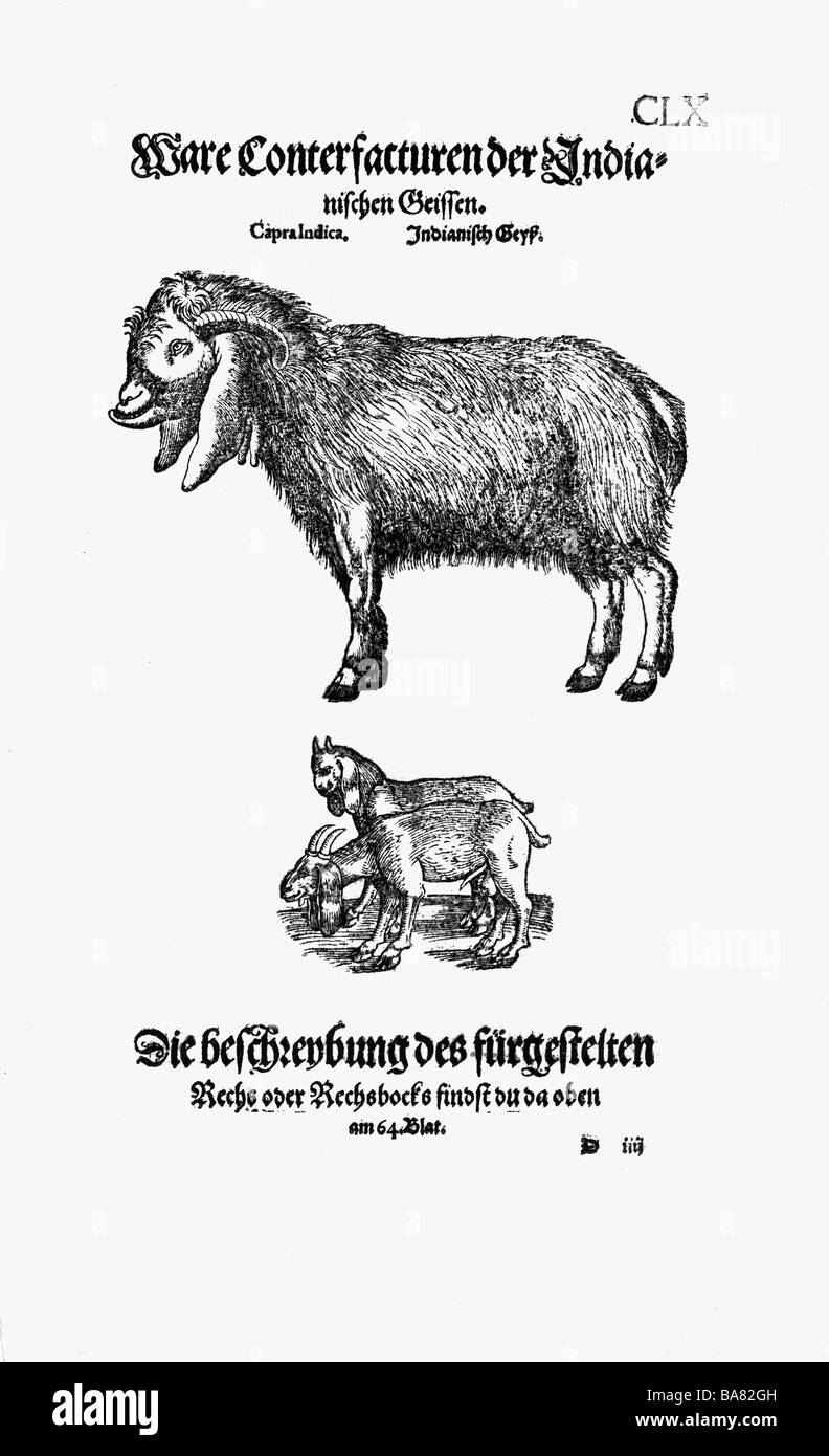 Zoologie / animaux, manuels, 'Historia animalium', par Conrad Gessner, Zurich, Suisse, 1551 - 1558, chèvres, coupe de bois, Banque D'Images